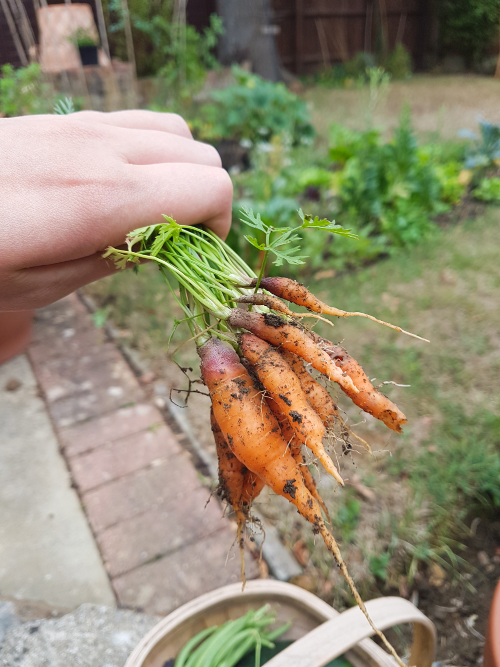 Vegetable Garden Carrots