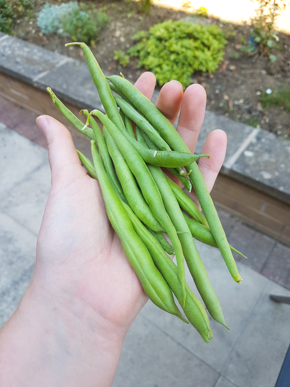 Vegetable Garden Green Beans