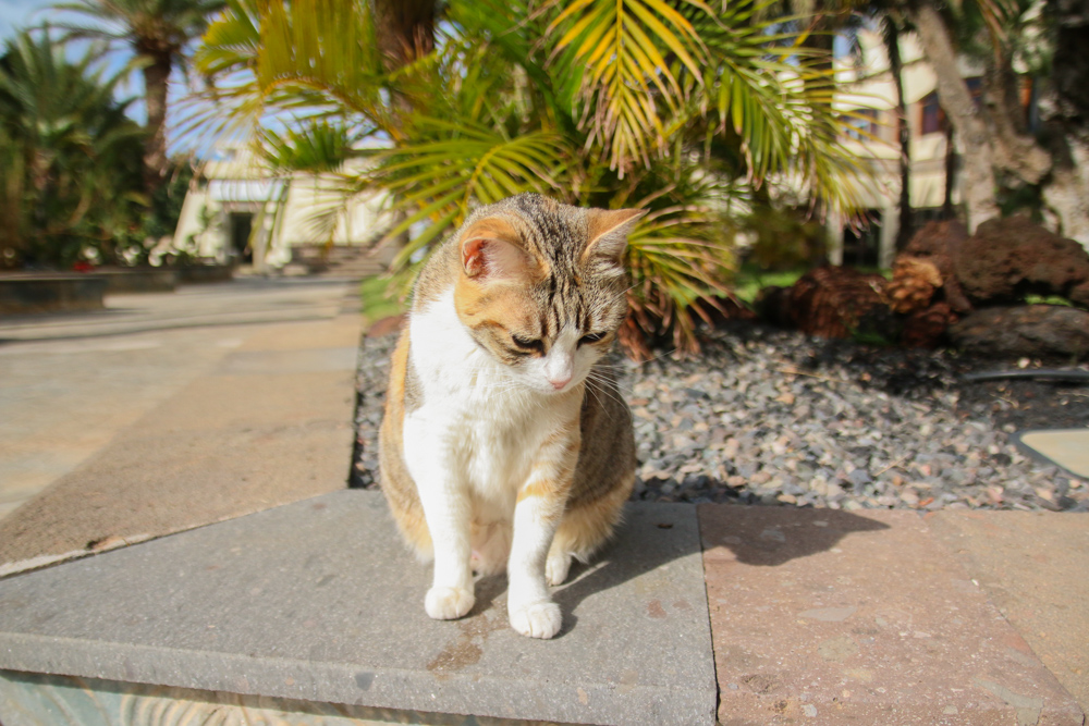 Gran Canaria Cats