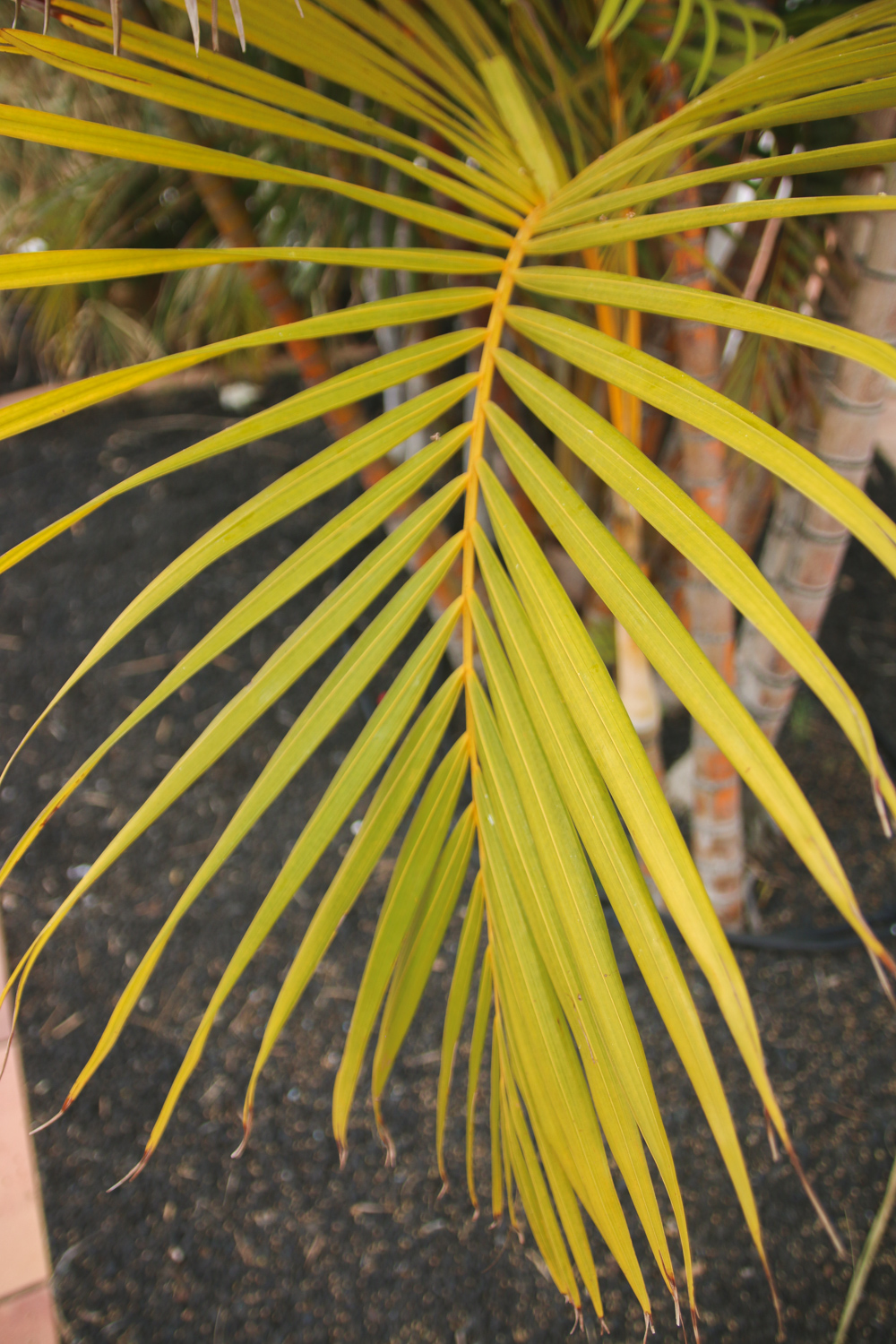 Gran Canaria Plants