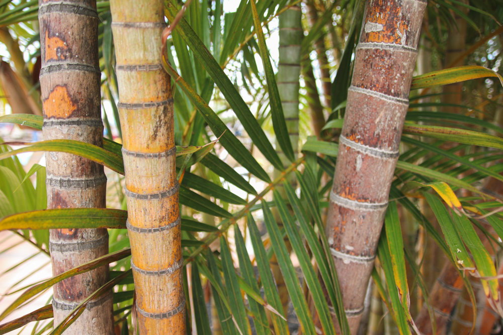 Gran Canaria Plants