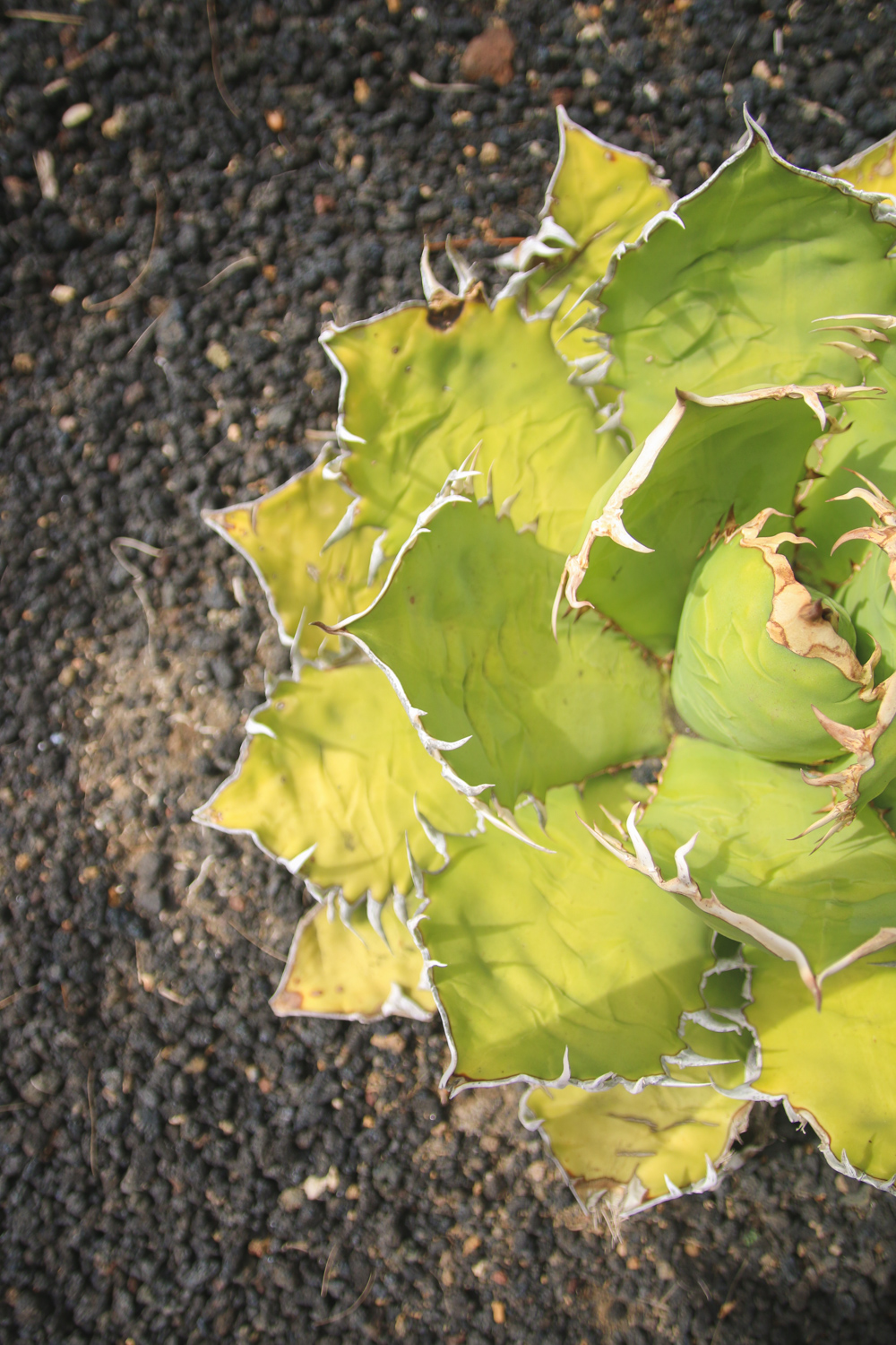 Gran Canaria Plants