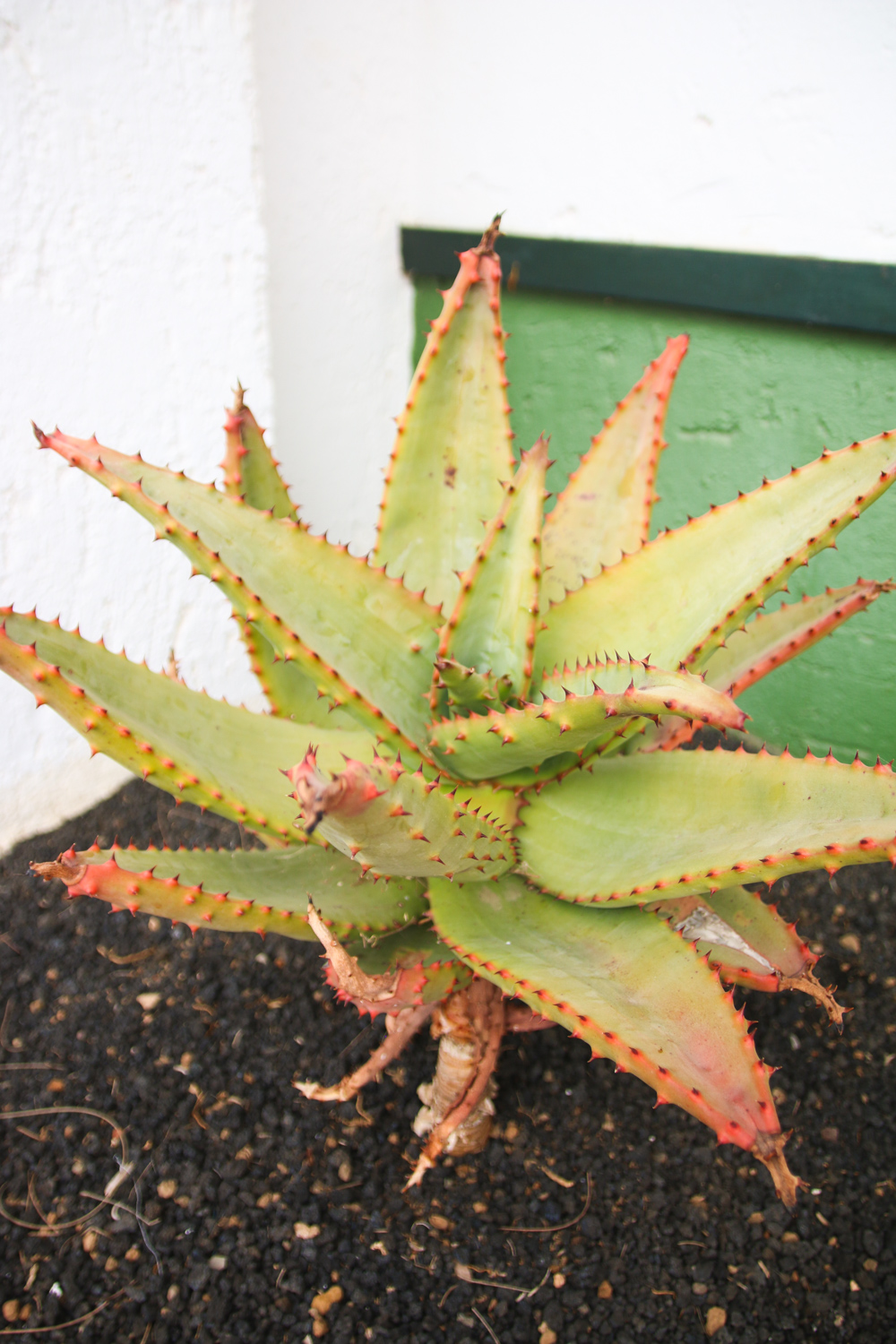 Gran Canaria Plants