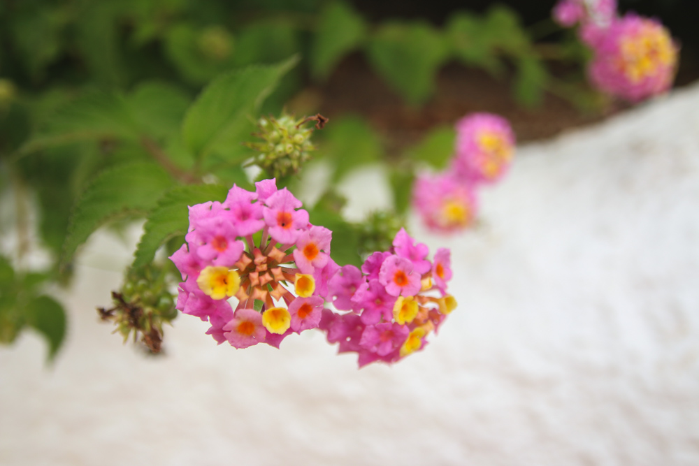 Gran Canaria Flowers