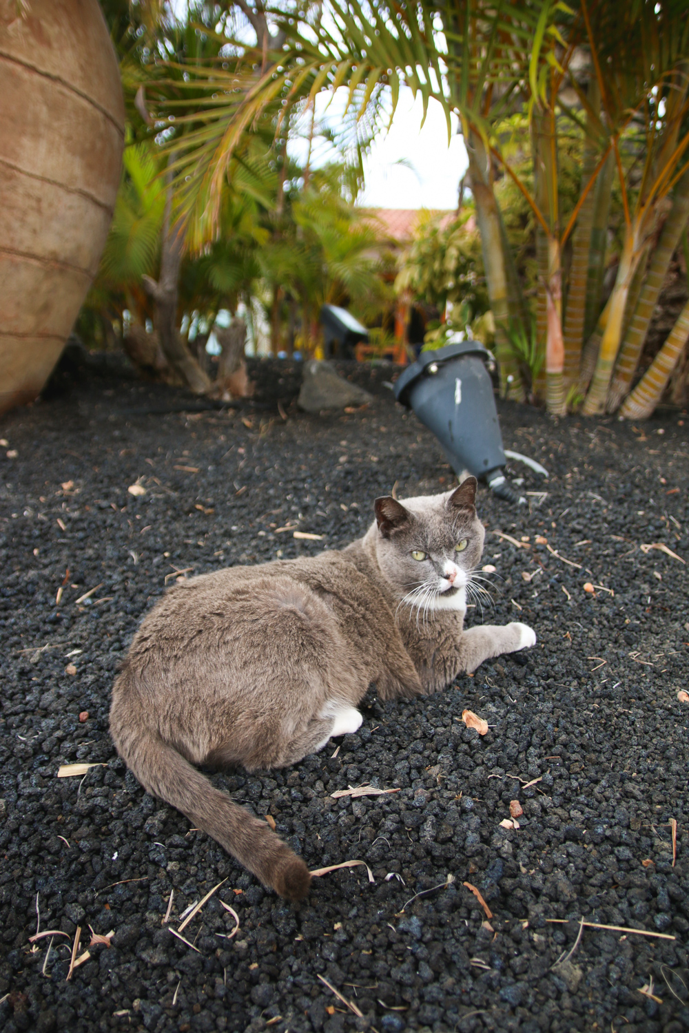 Gran Canaria Cats