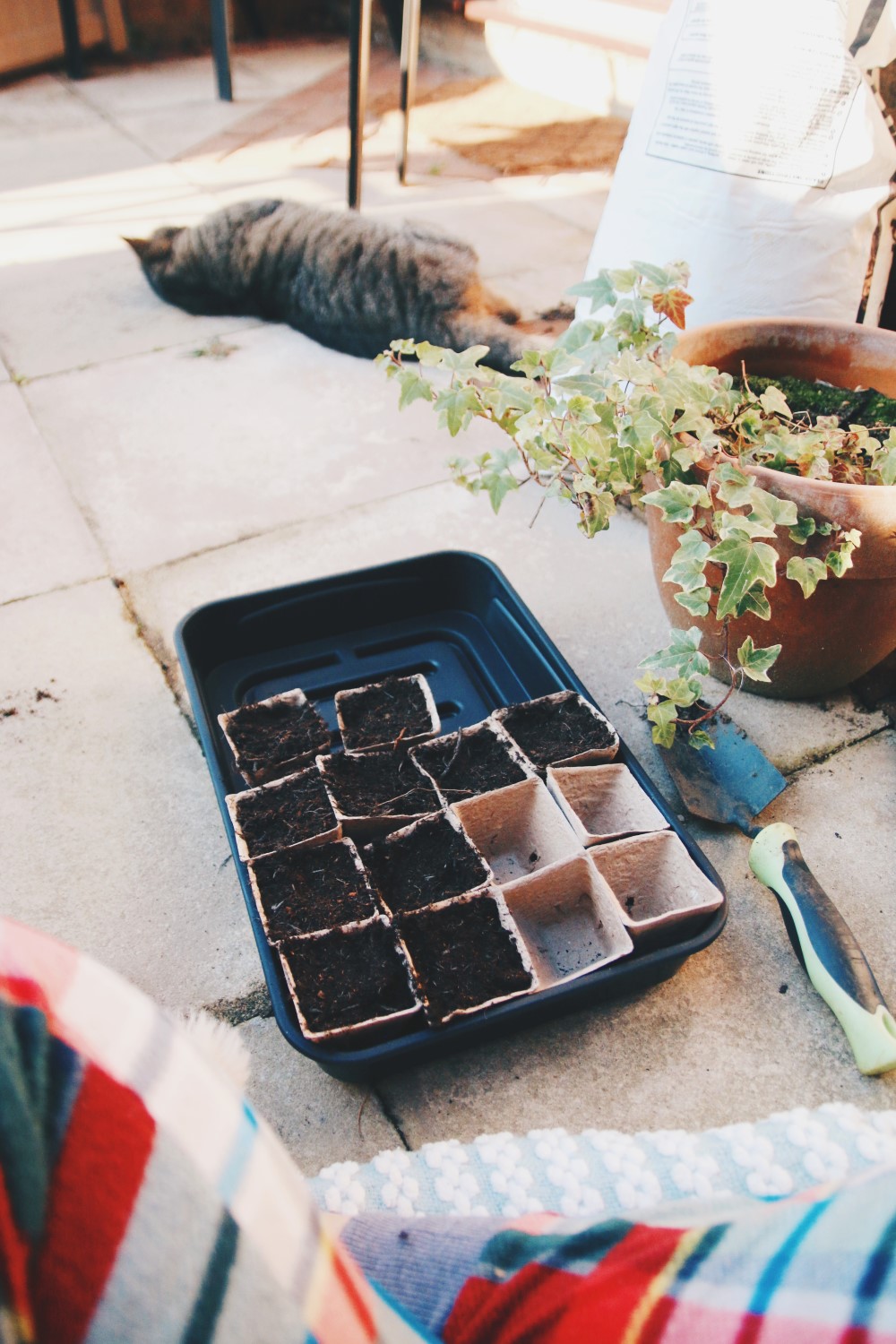 Grow Your Own - 5 Easy to Grow Veggies for Beginners