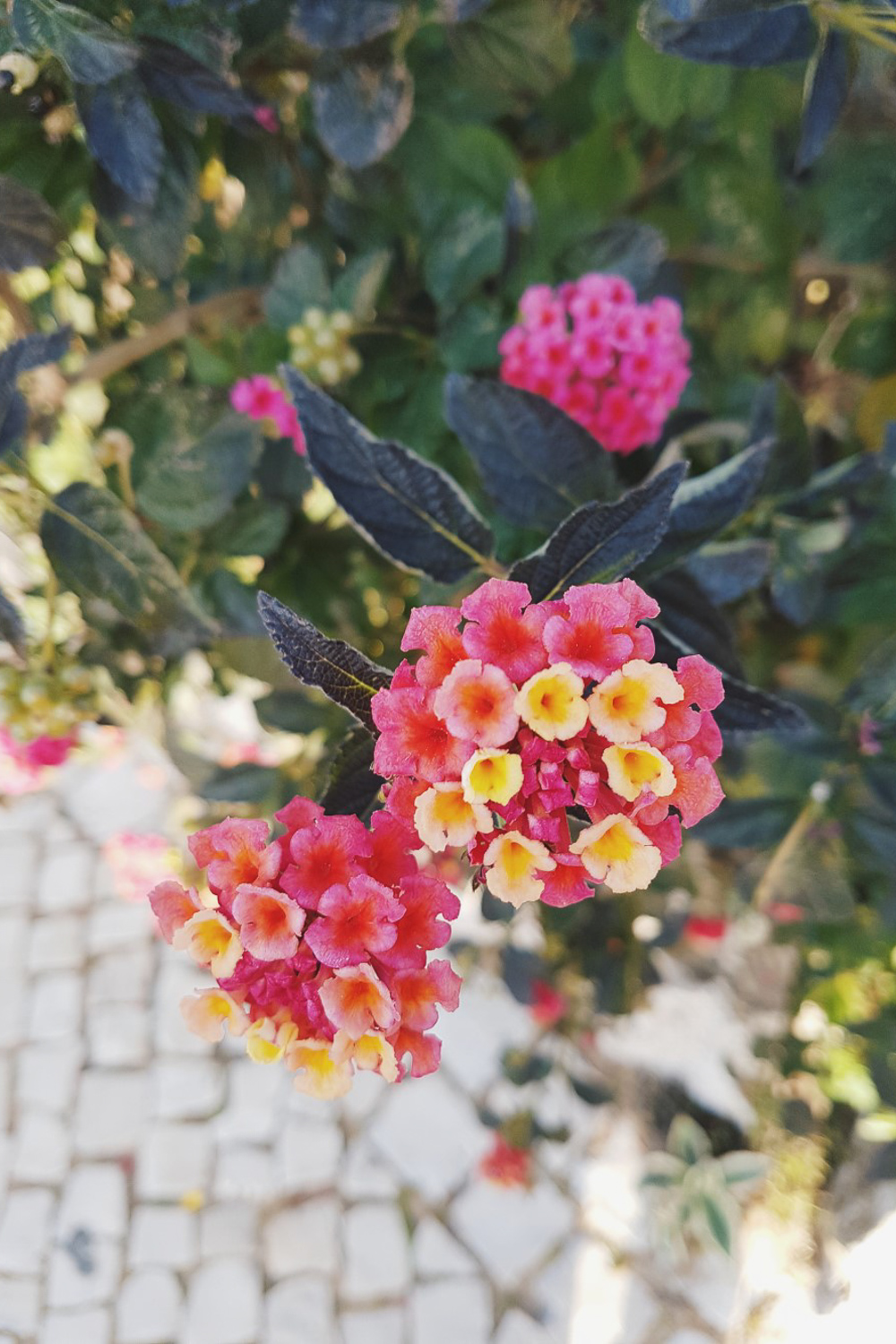 Spring flowers in Lagos, Portugal