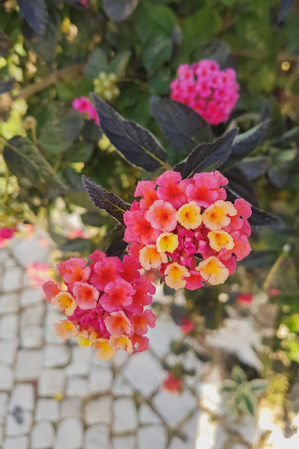 Spring Flowers in Lagos, Portugal