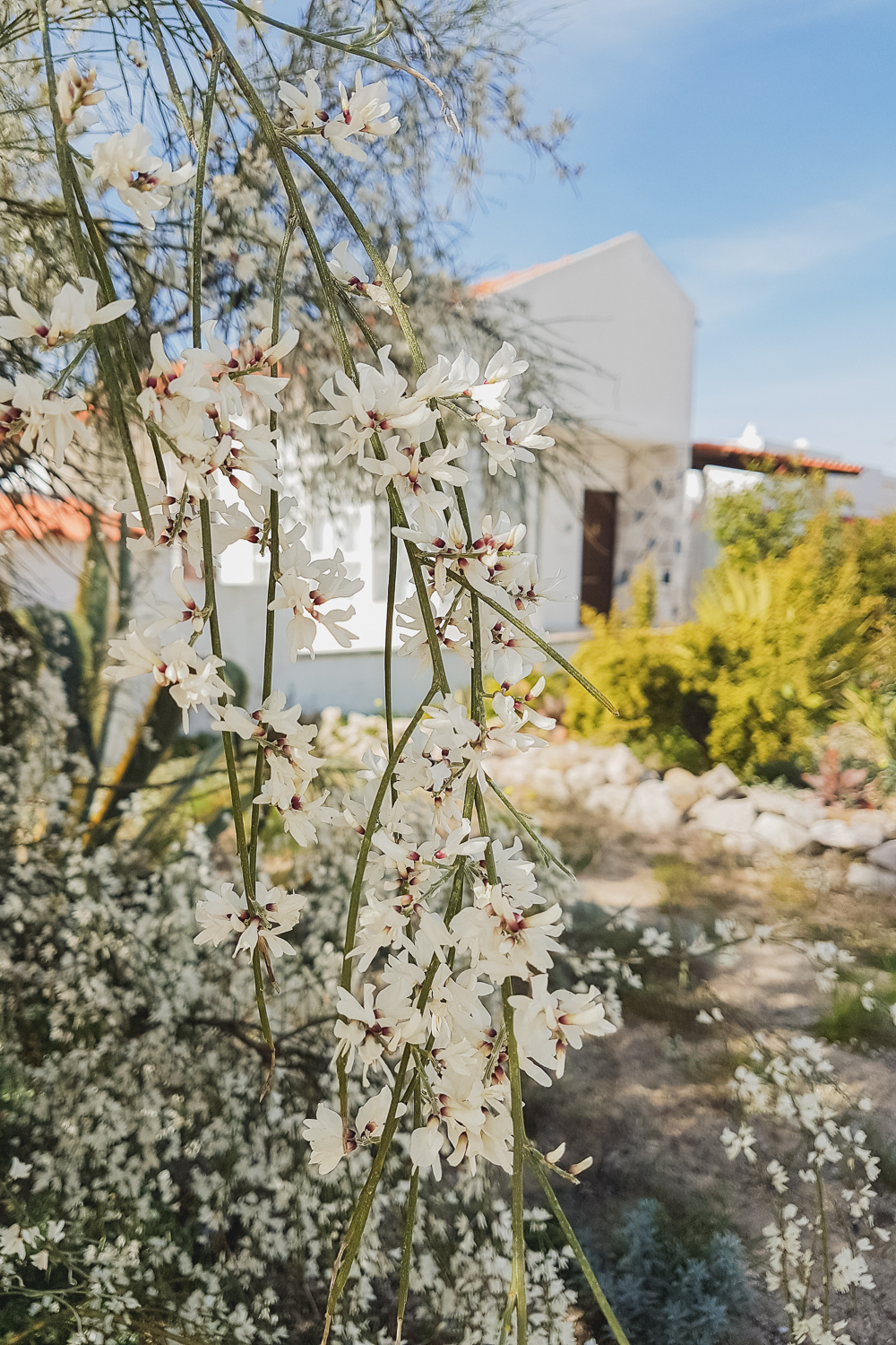 Flowers in Ria Formosa Natural Park