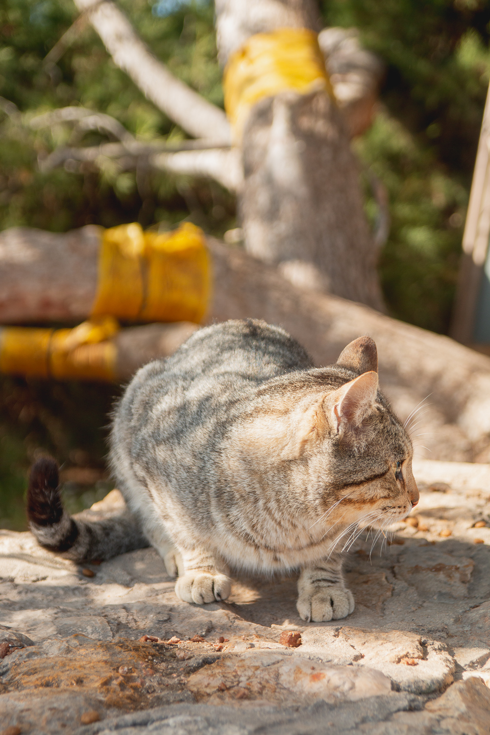 Cats at Praia da Marinha, The Algarve, Portugal