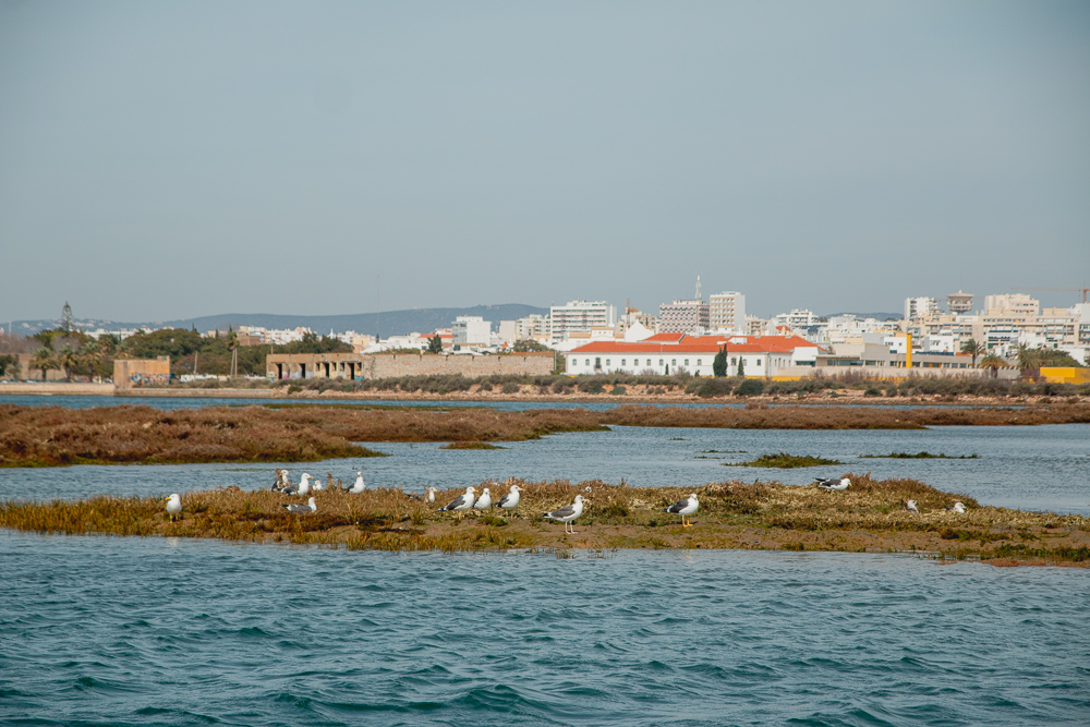 Birds in Ria Formosa Natural Park