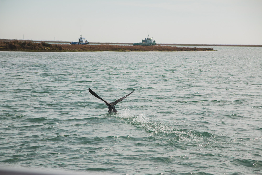 Birds in Ria Formosa Natural Park