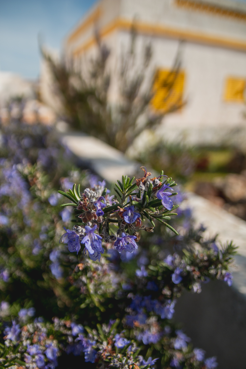 Flowers in Ria Formosa Natural Park