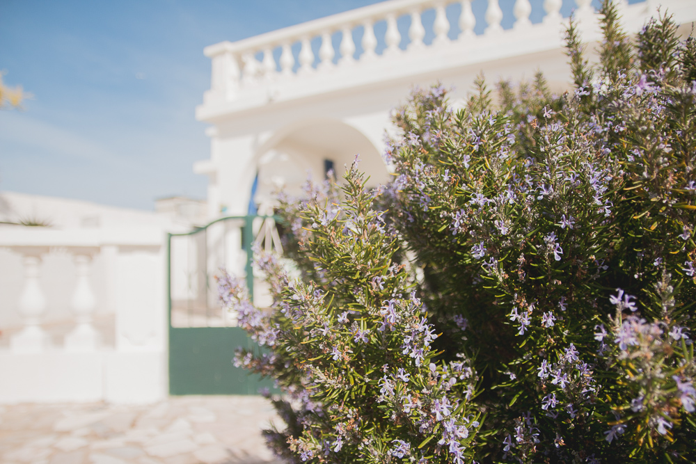 Flowers in Ria Formosa Natural Park