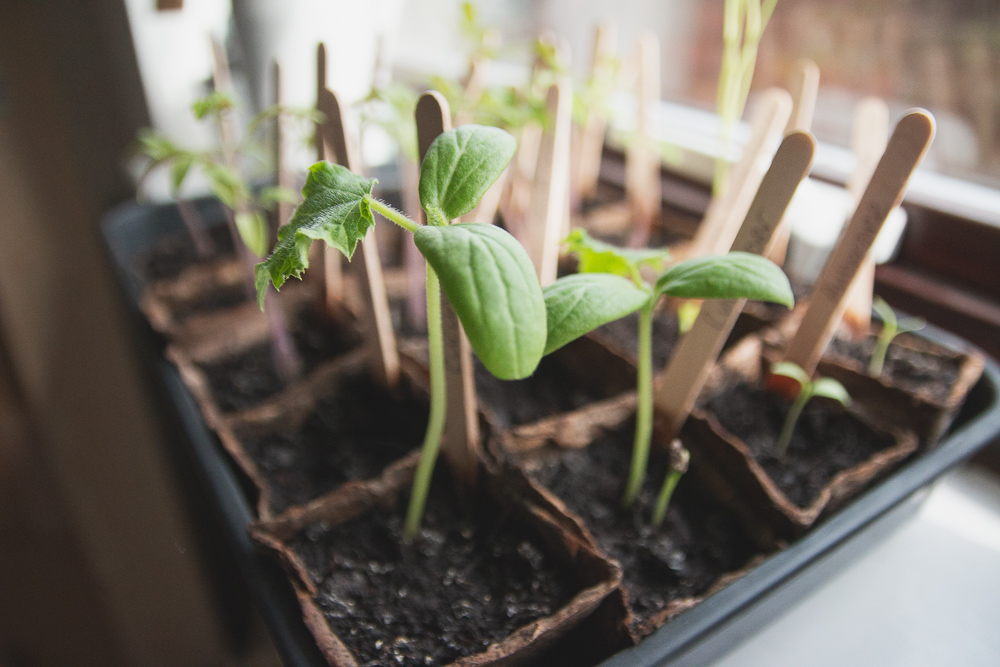 Grow Your Own - Seedlings