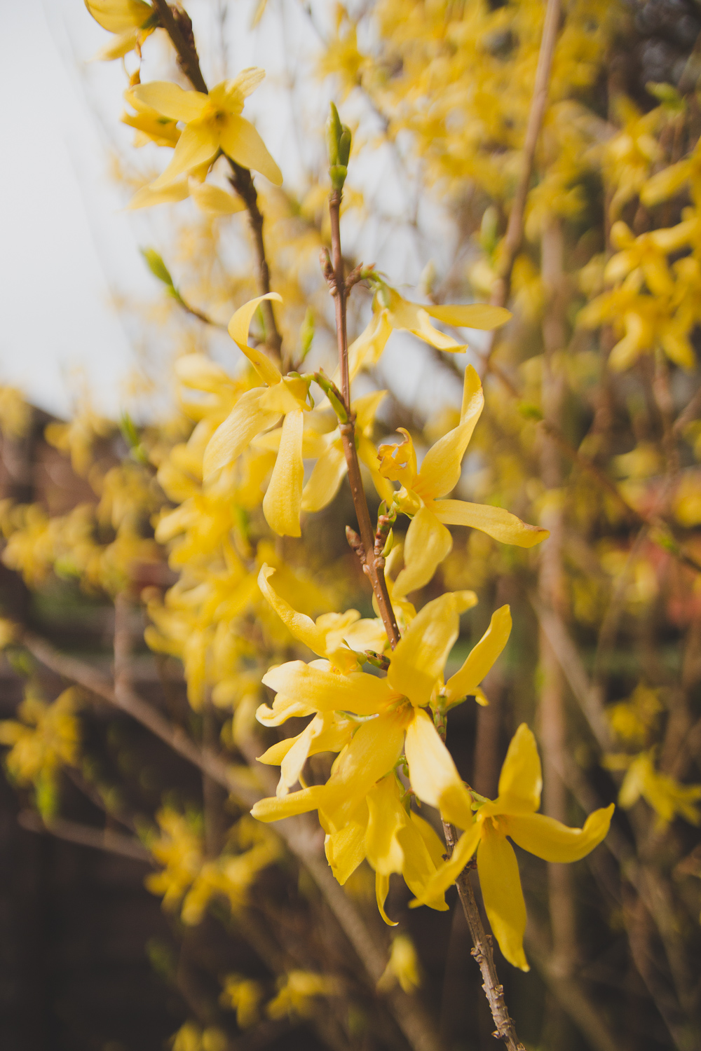 Garden Forsythia in the Spring