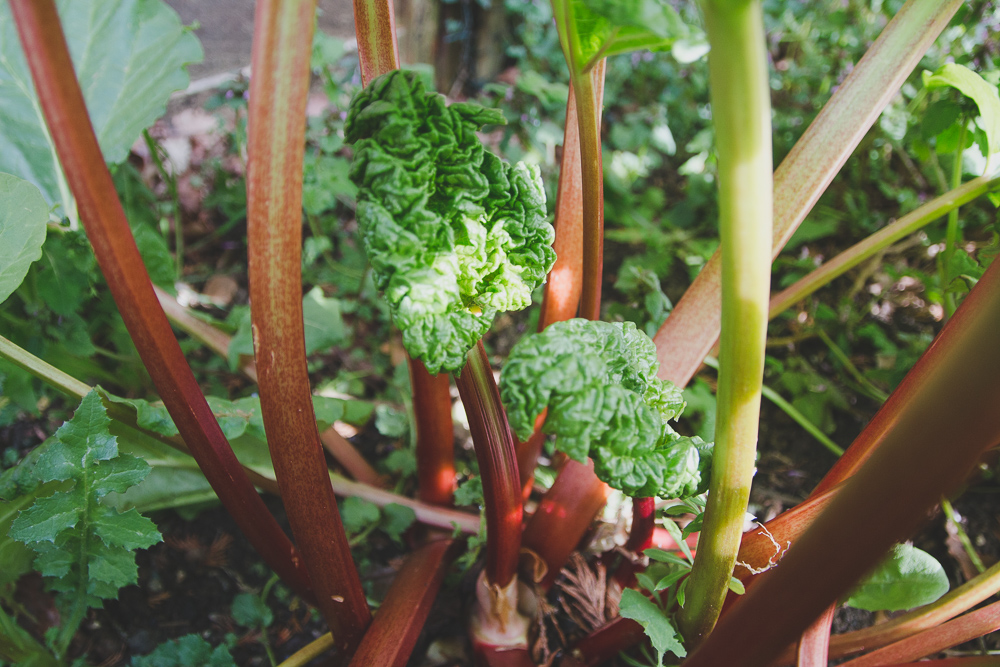 Grow Your Own - Rhubarb