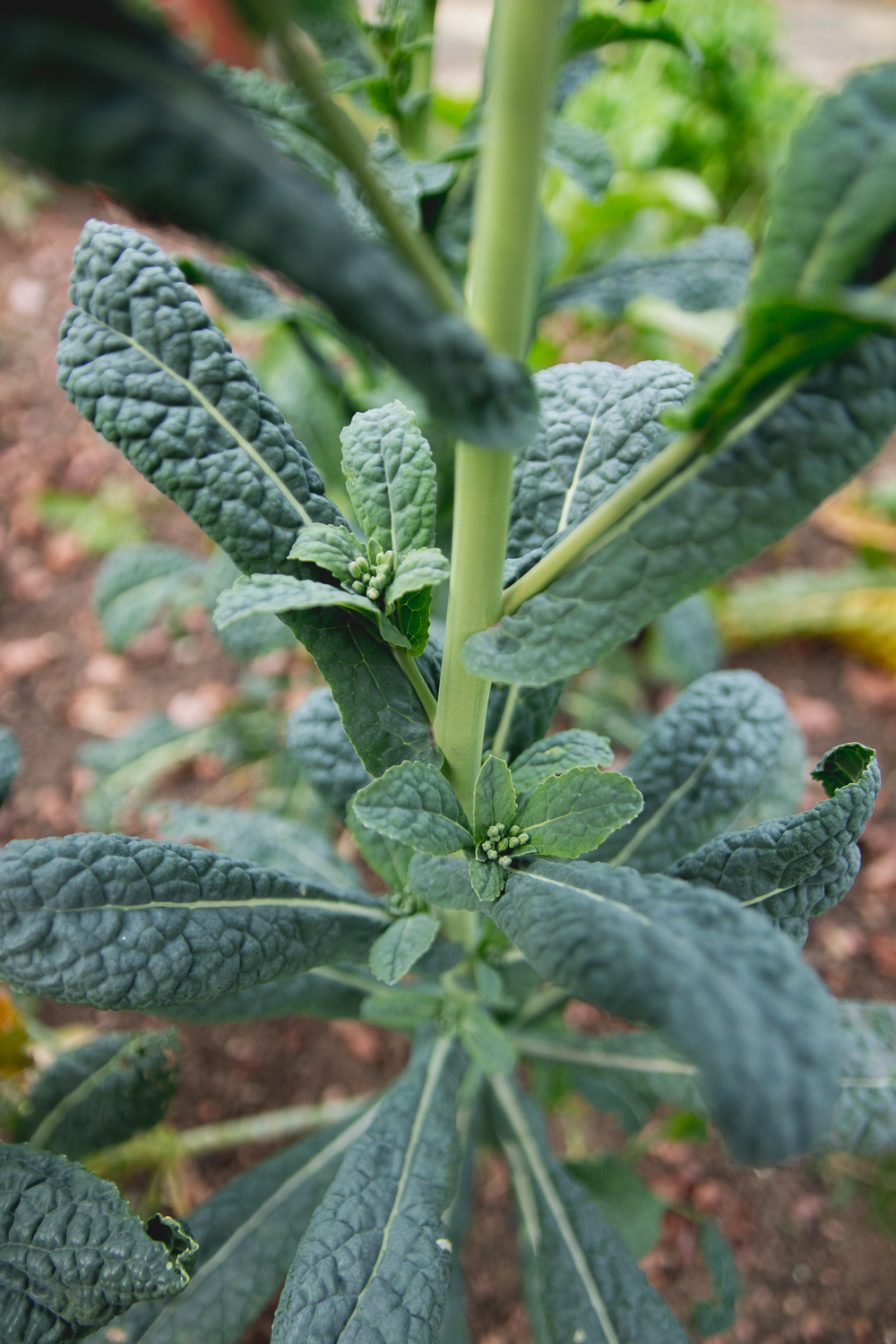 Grow Your Own - Kale