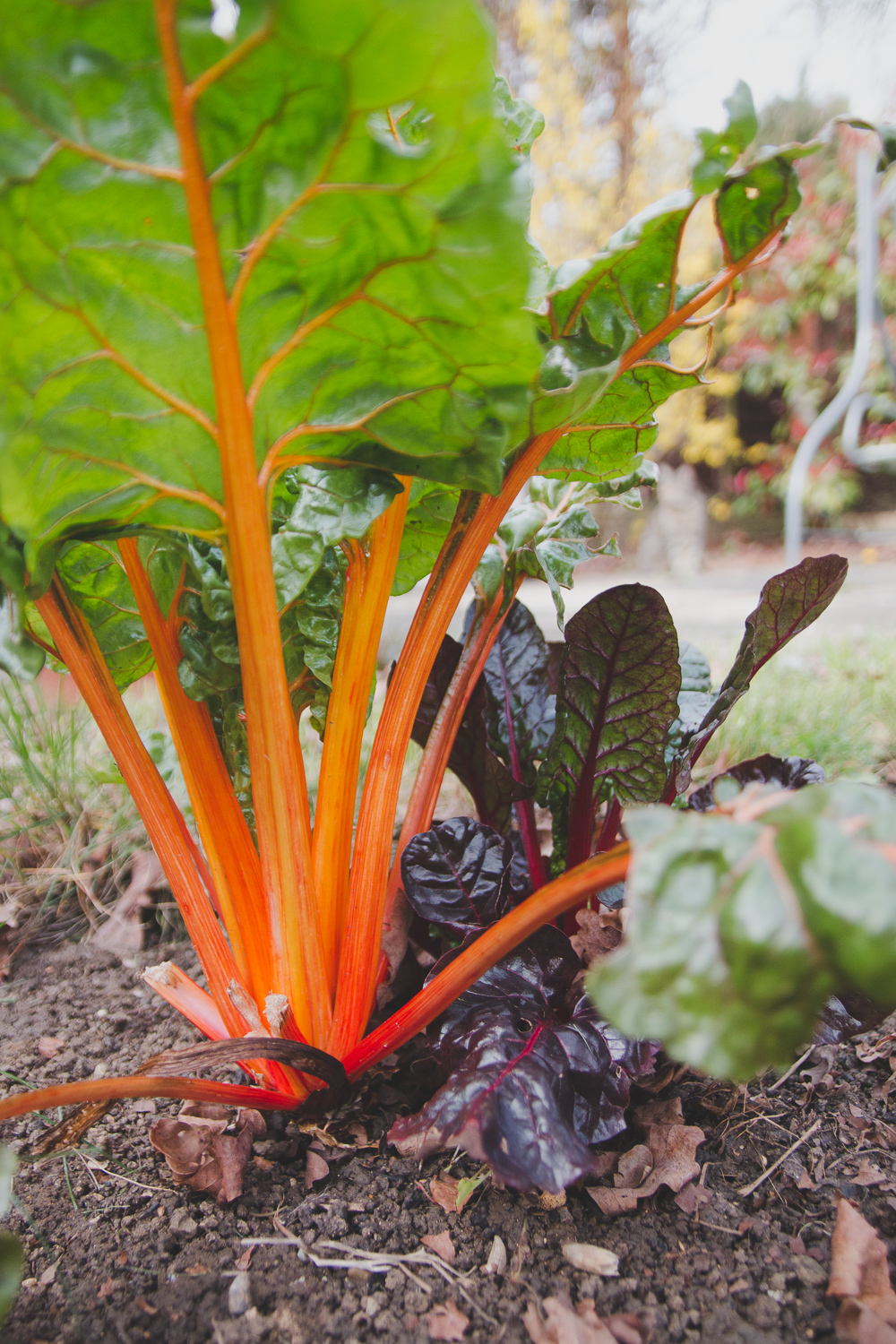 Grow Your Own - Rainbow Chard