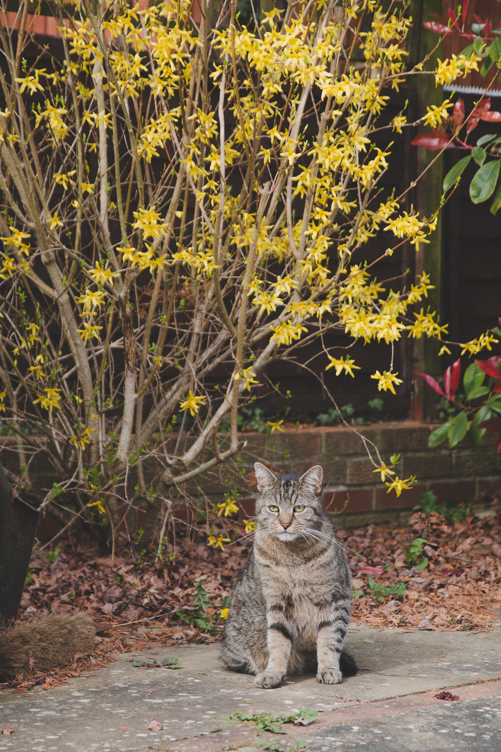 Garden Forsythia in the Spring