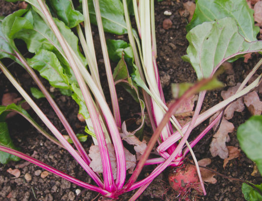 Grow Your Own - Beetroot