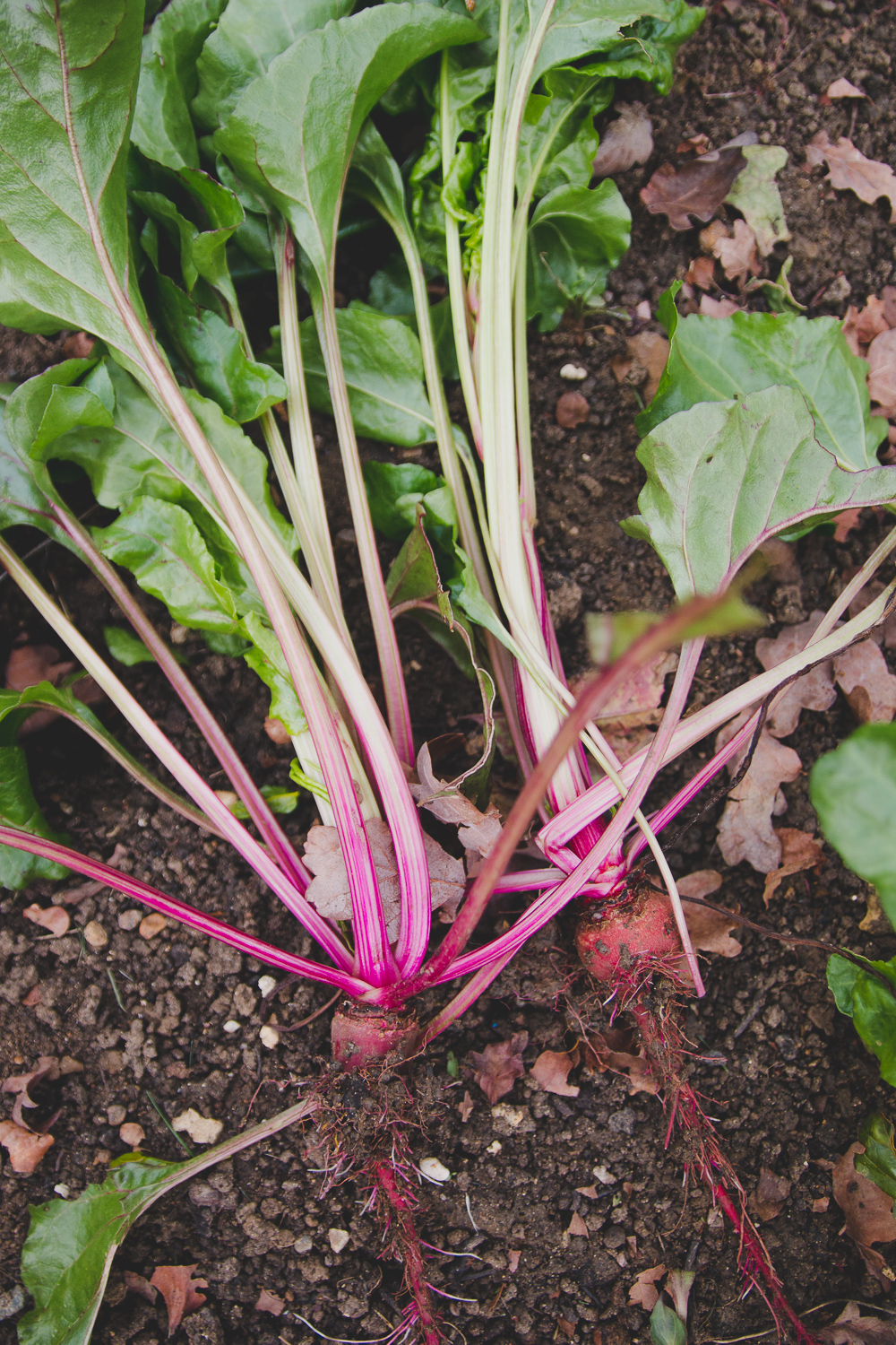 Grow Your Own - Beetroot