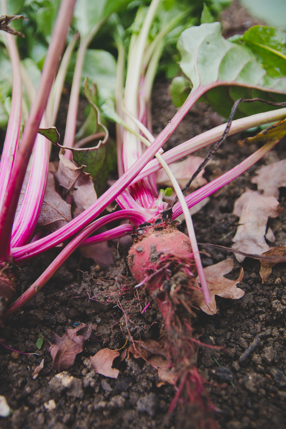 Grow Your Own - Beetroot