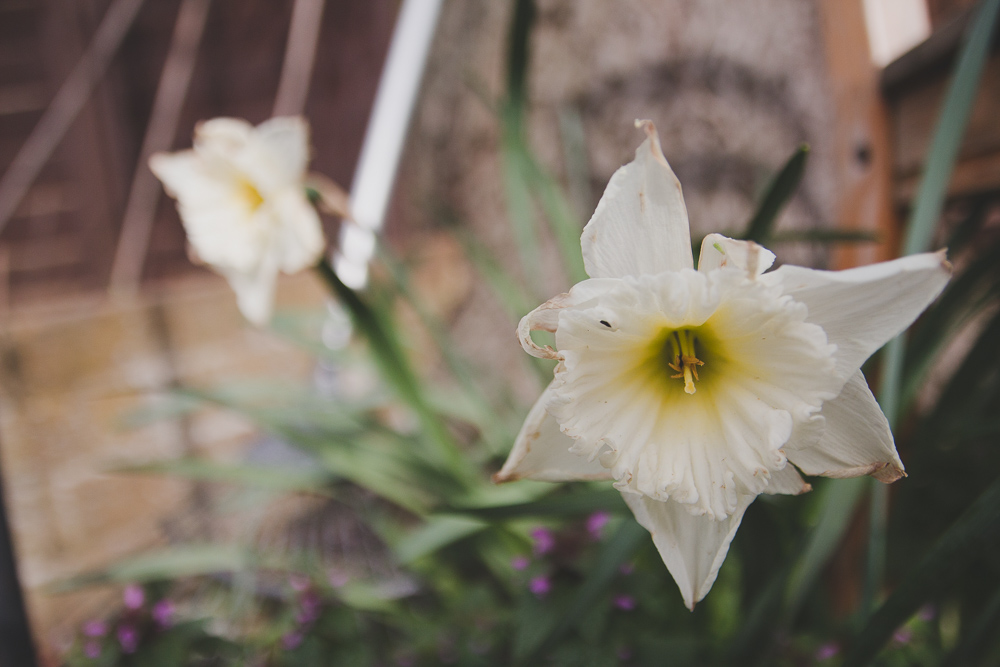 Spring Flowers