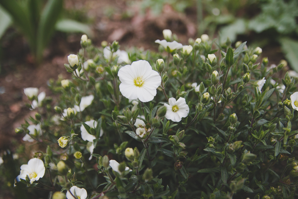 Spring Flowers