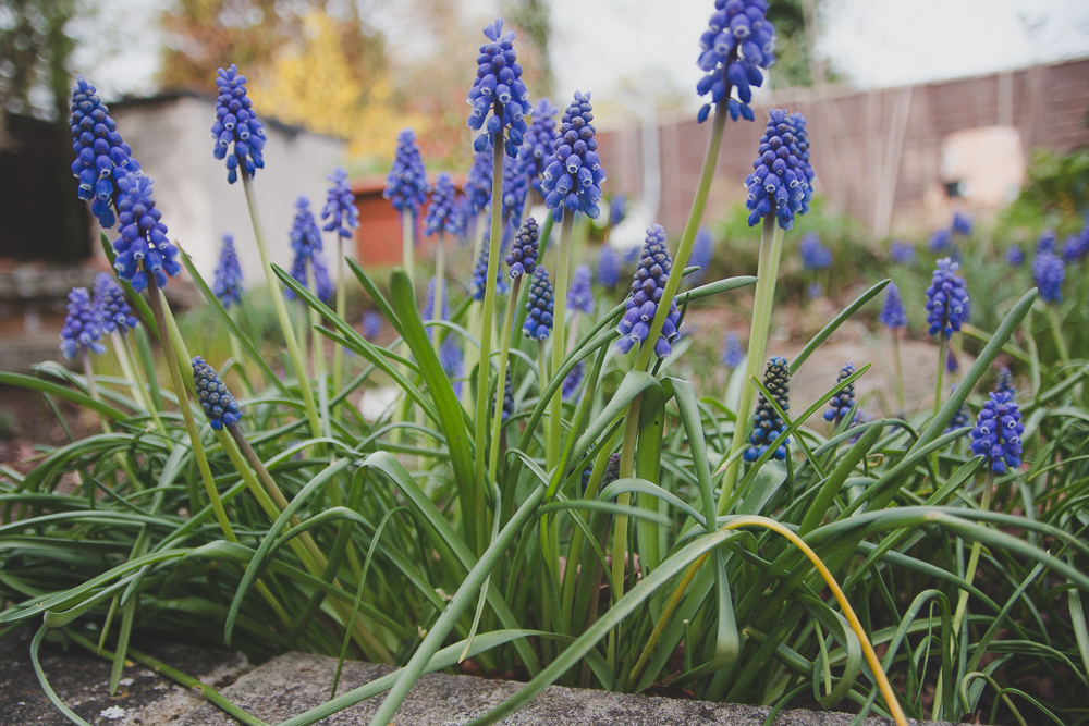 Spring Flowers