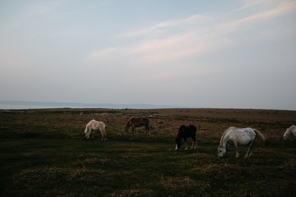 Wild Horses Near Port Eynon, Gower Peninsula