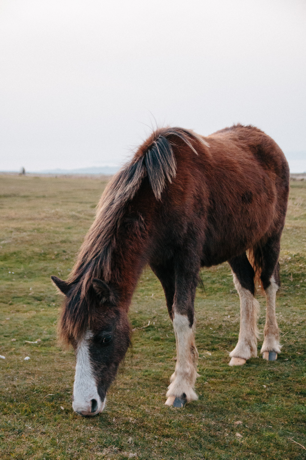 Wild Horses Near Port Eynon, Gower Peninsula