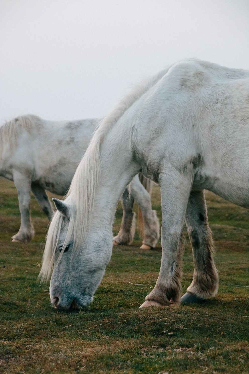 Wild Horses Near Port Eynon, Gower Peninsula