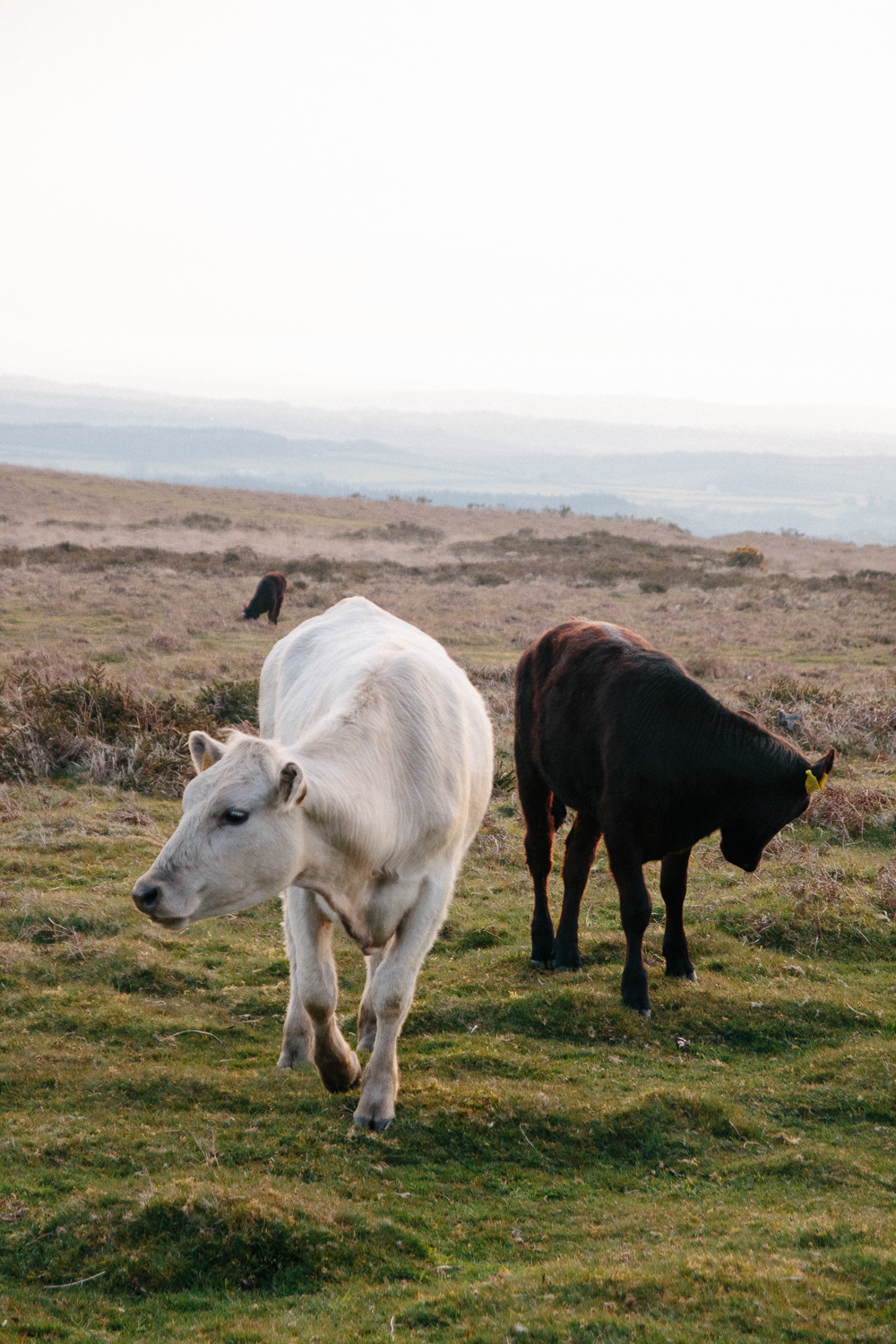 Wild Cows Near Port Eynon, Gower Peninsula