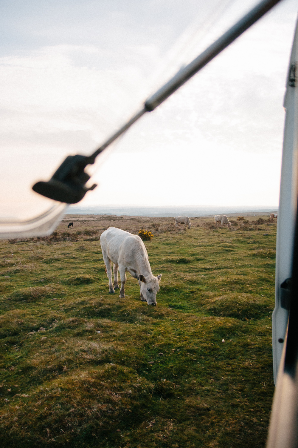 Wild Cows Near Port Eynon, Gower Peninsula