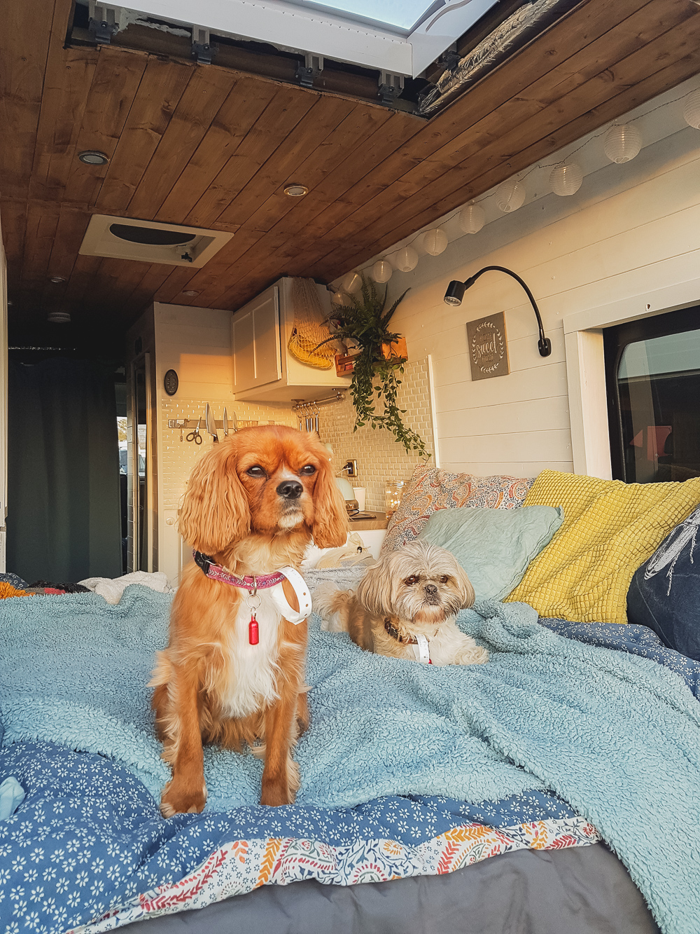 Explore with the Goddards Campervan Dogs