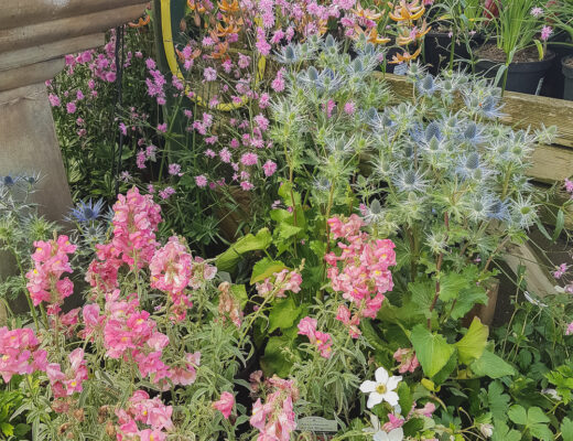 Flowers in the Garden