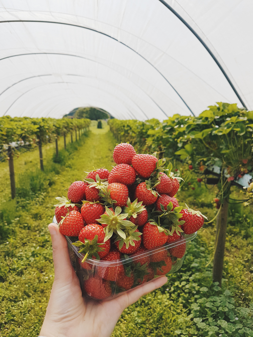 Strawberries from PYO Farm