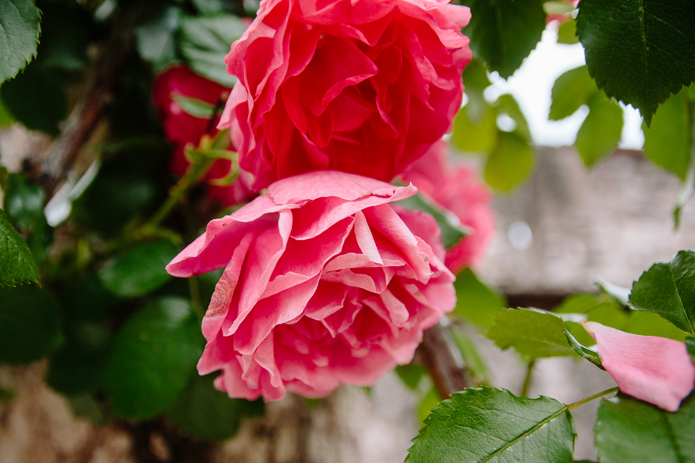 Roses in the Garden of Castello del Buonconsiglio in Trento Italy