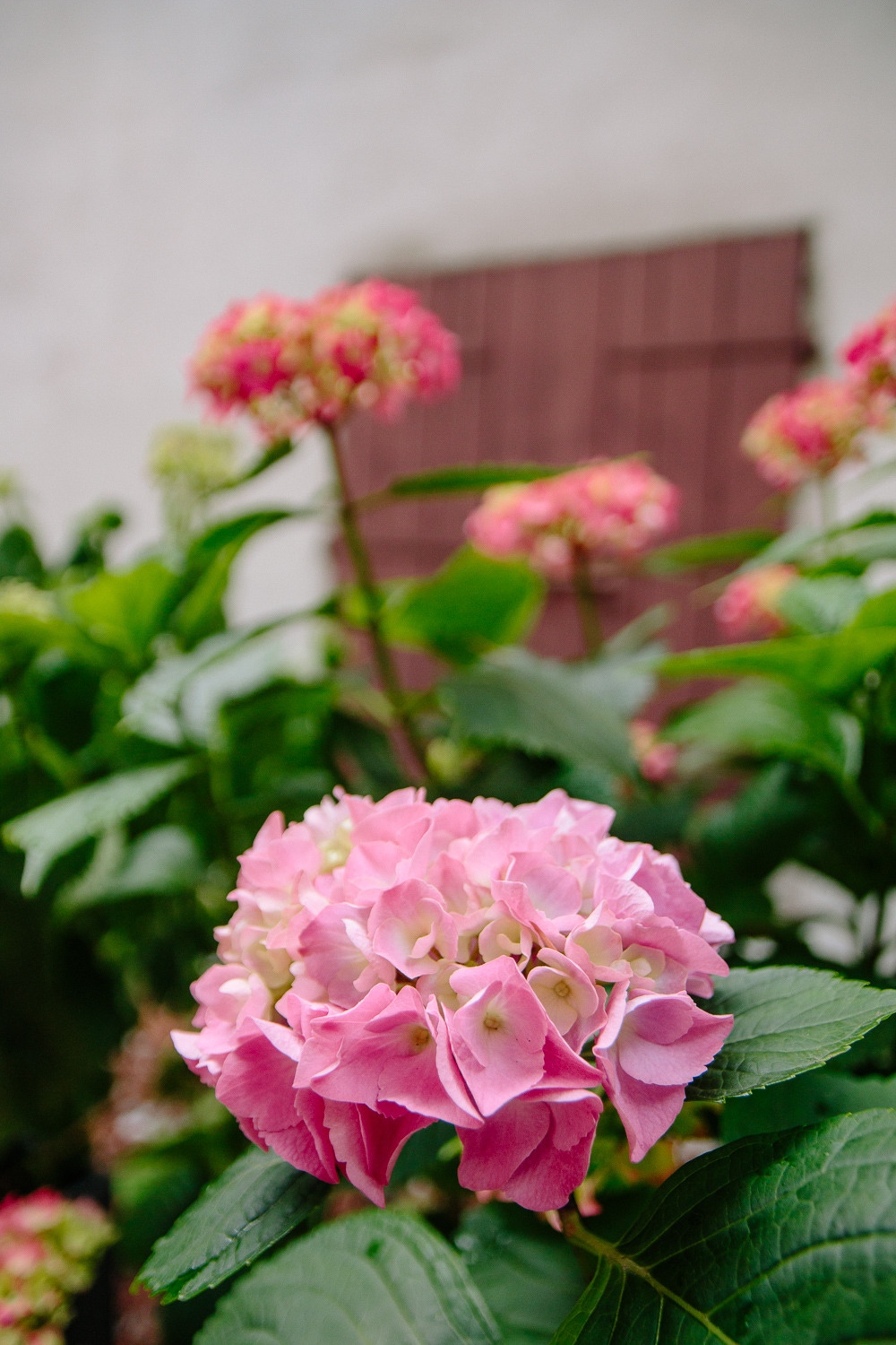 Pink Hydrangea flowers in Trento Italy