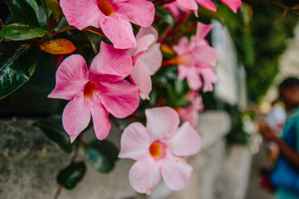 Pink FLowers in Limone, Lake Garda