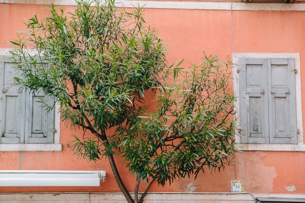 A peach wall with grey shutters and an olive tree growing between the two in Limone, Lake Garda