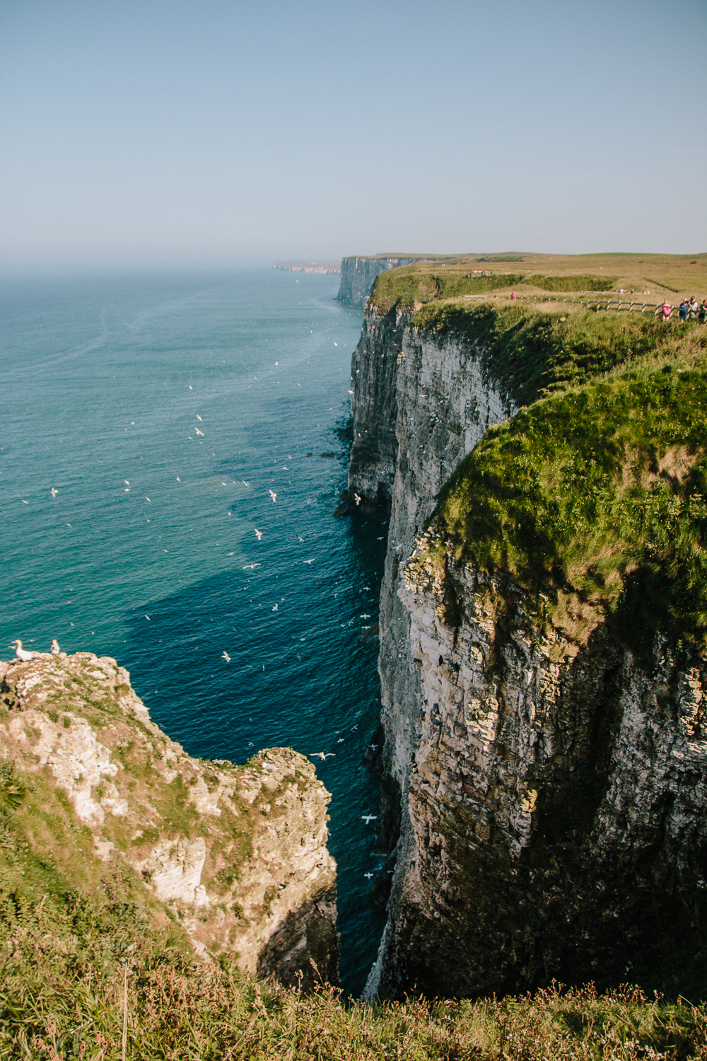 Birds on Cliffs at RSPB Bempton Cliffs in East Yorkshire