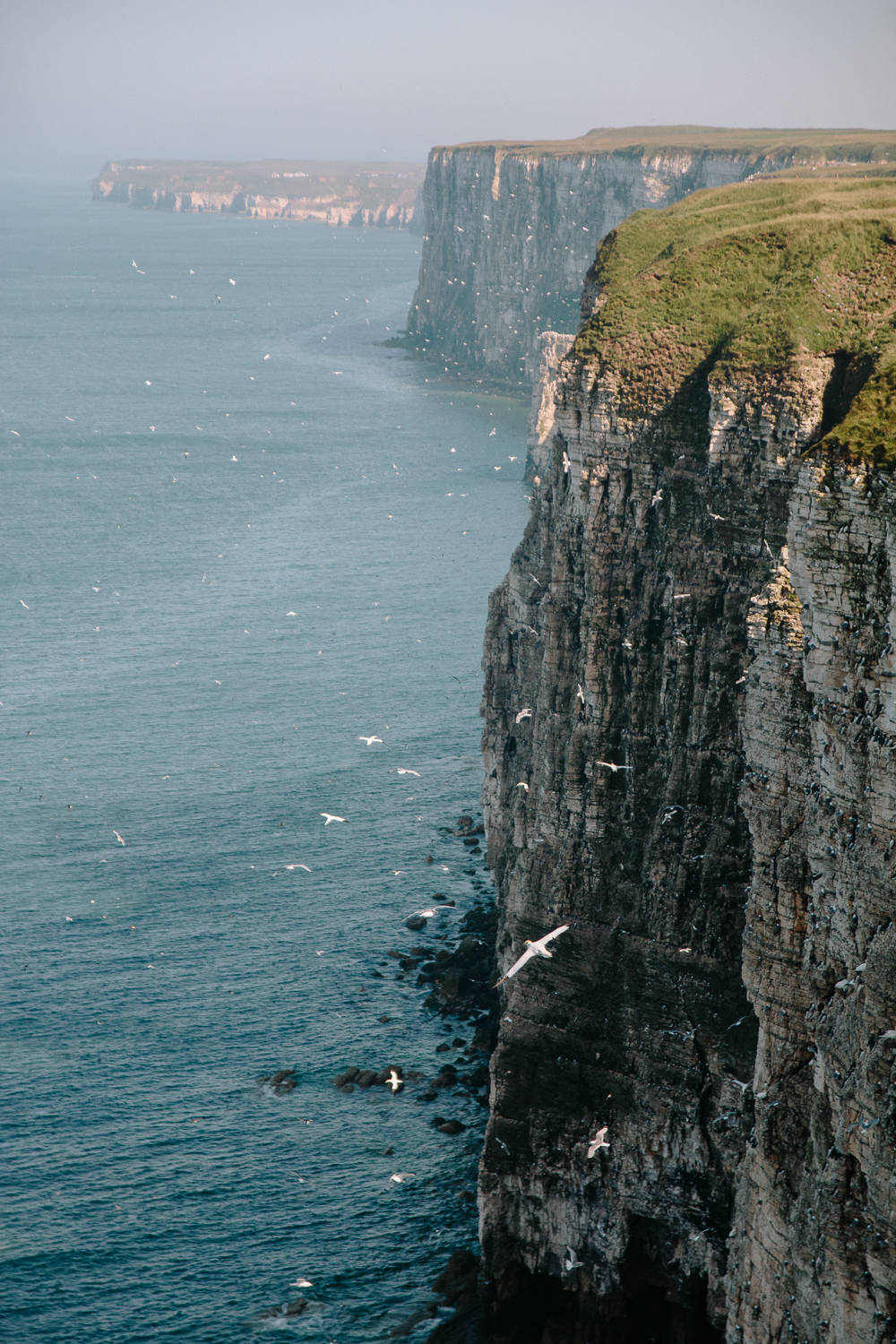 Birds on Cliffs at RSPB Bempton Cliffs in East Yorkshire