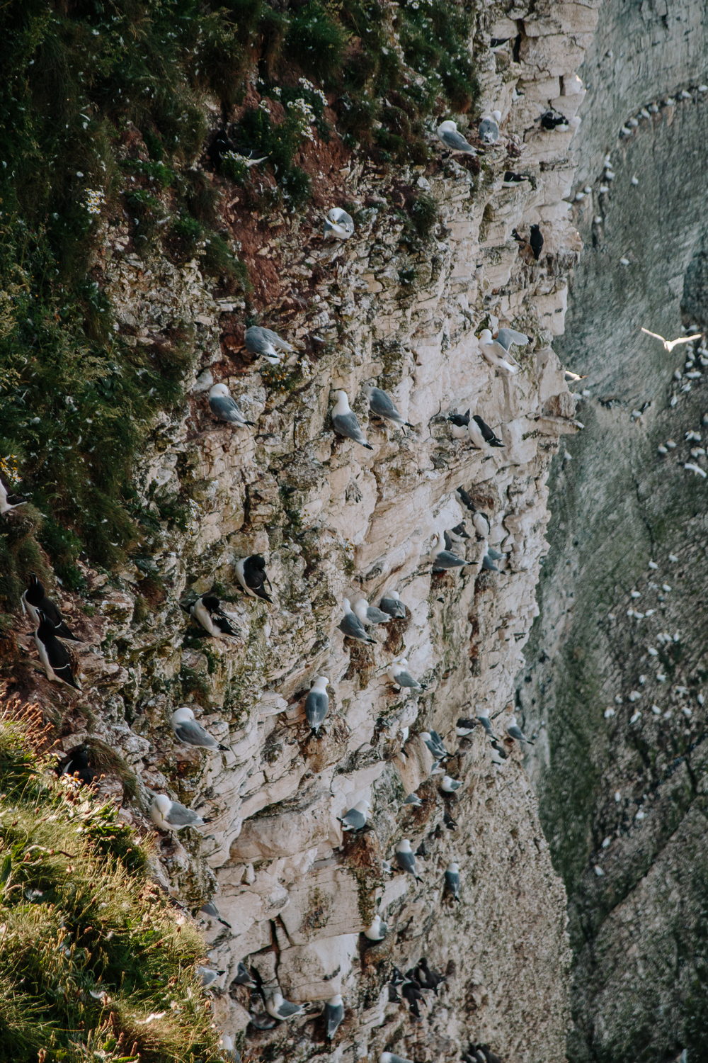 Birds on Cliffs at RSPB Bempton Cliffs in East Yorkshire