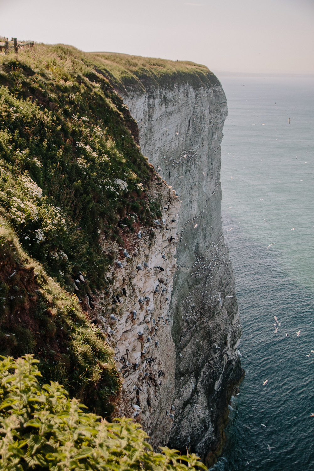 Birds on Cliffs at RSPB Bempton Cliffs in East Yorkshire