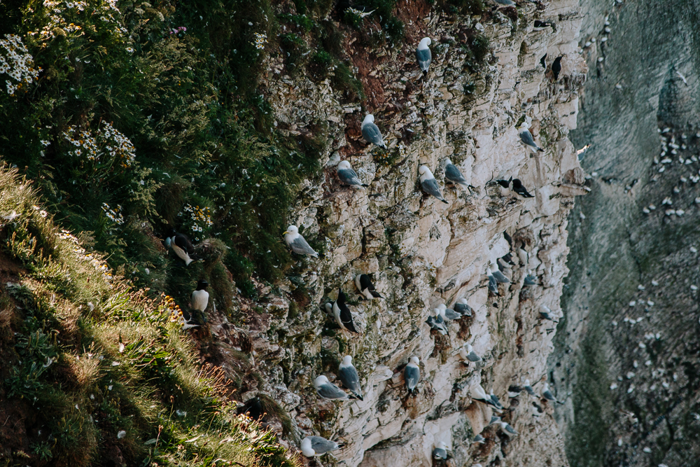 Birds on Cliffs at RSPB Bempton Cliffs in East Yorkshire
