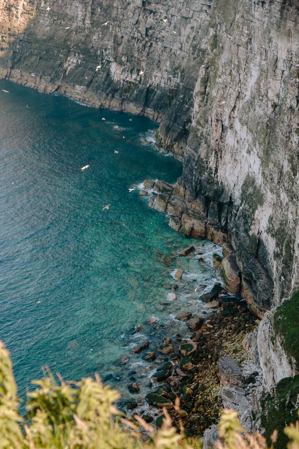 Birds on Cliffs at RSPB Bempton Cliffs in East Yorkshire