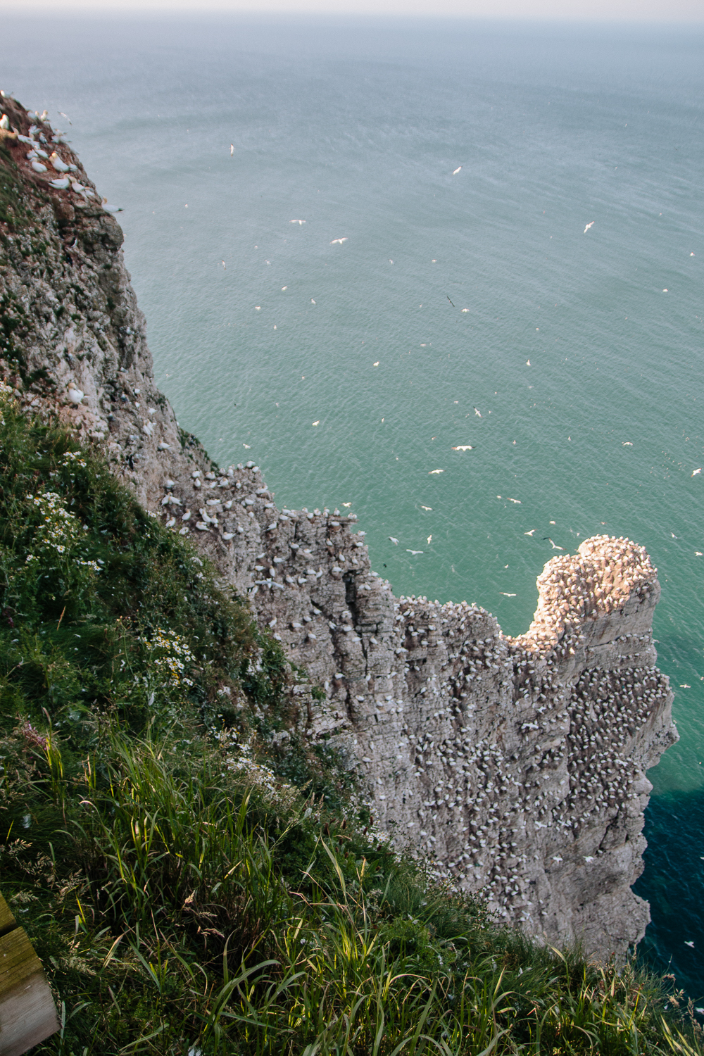 Birds on Cliffs at RSPB Bempton Cliffs in East Yorkshire