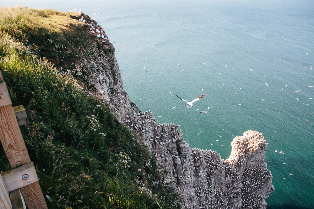 Birds on Cliffs at RSPB Bempton Cliffs in East Yorkshire